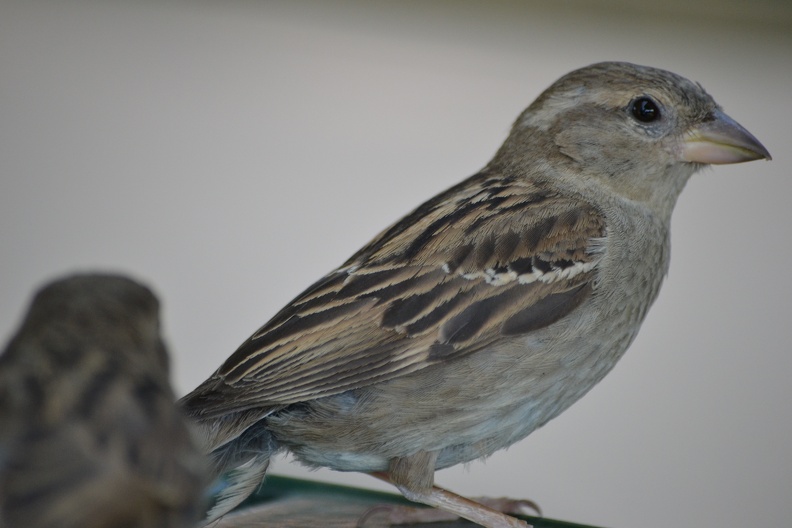 DSC_0572.JPG