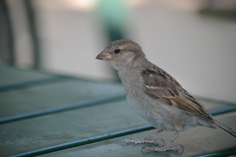 DSC_0573.JPG