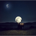 Le-cerf-et-la-lune