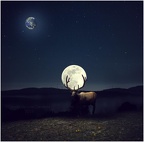 Le-cerf-et-la-lune