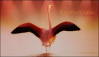 flamant rose